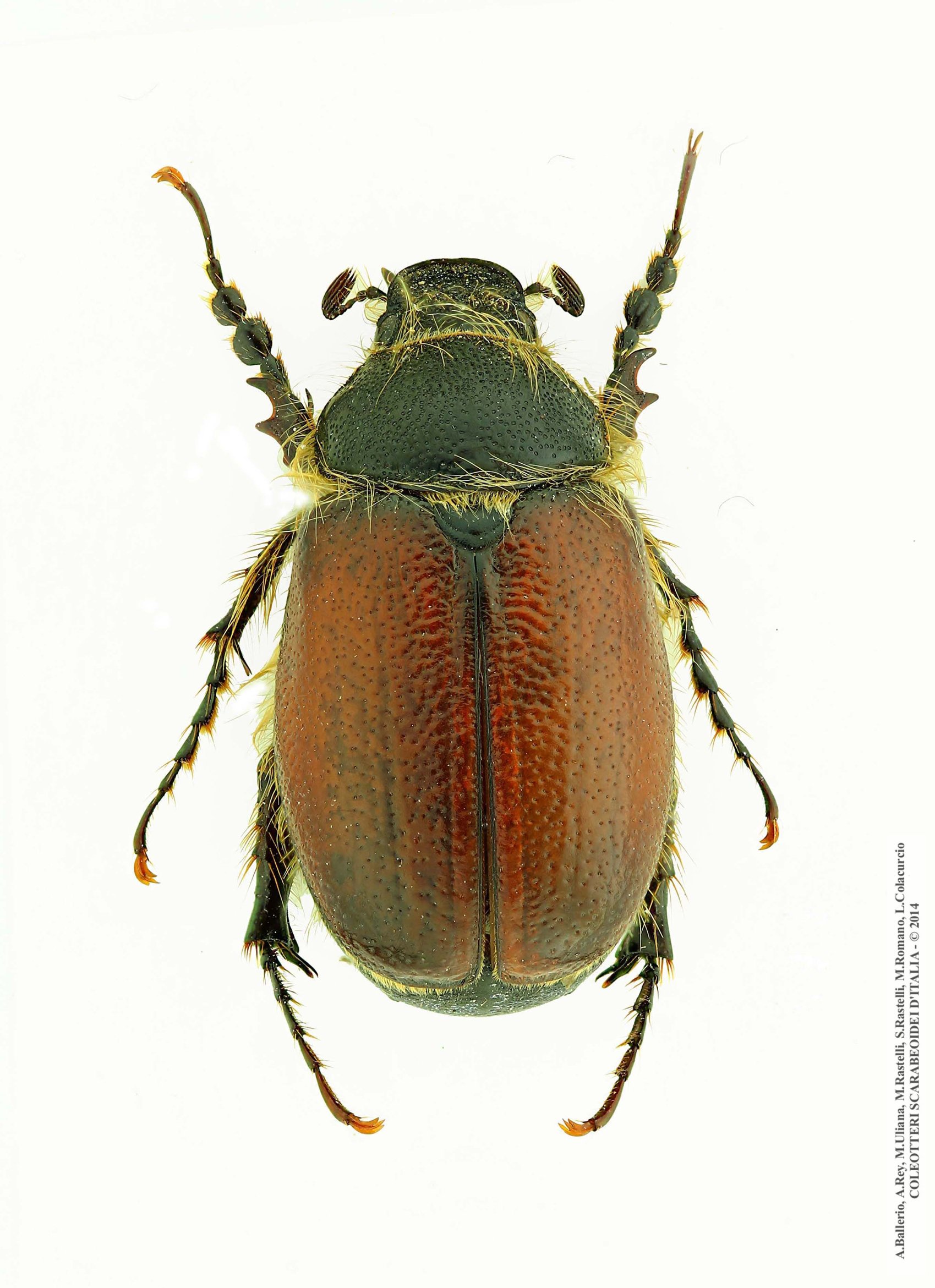 Pachydema hirticollis, maschio 